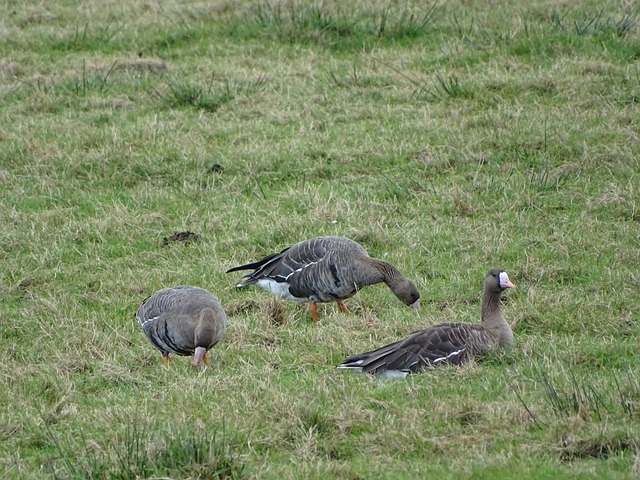我们呈现了 我们呈现了